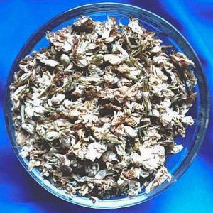 Jasminblüten (Liebe) – 50 ml