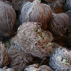 Rose von Jericho – 250g